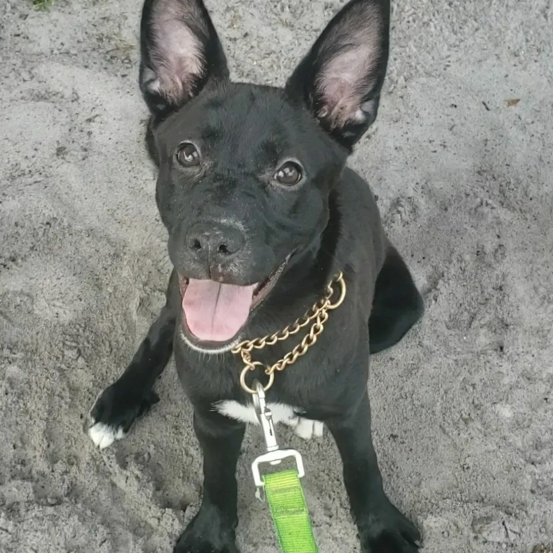 Enlarge Mishka , a Adoptable mixed breed in Fort Myers, FL image 1/1