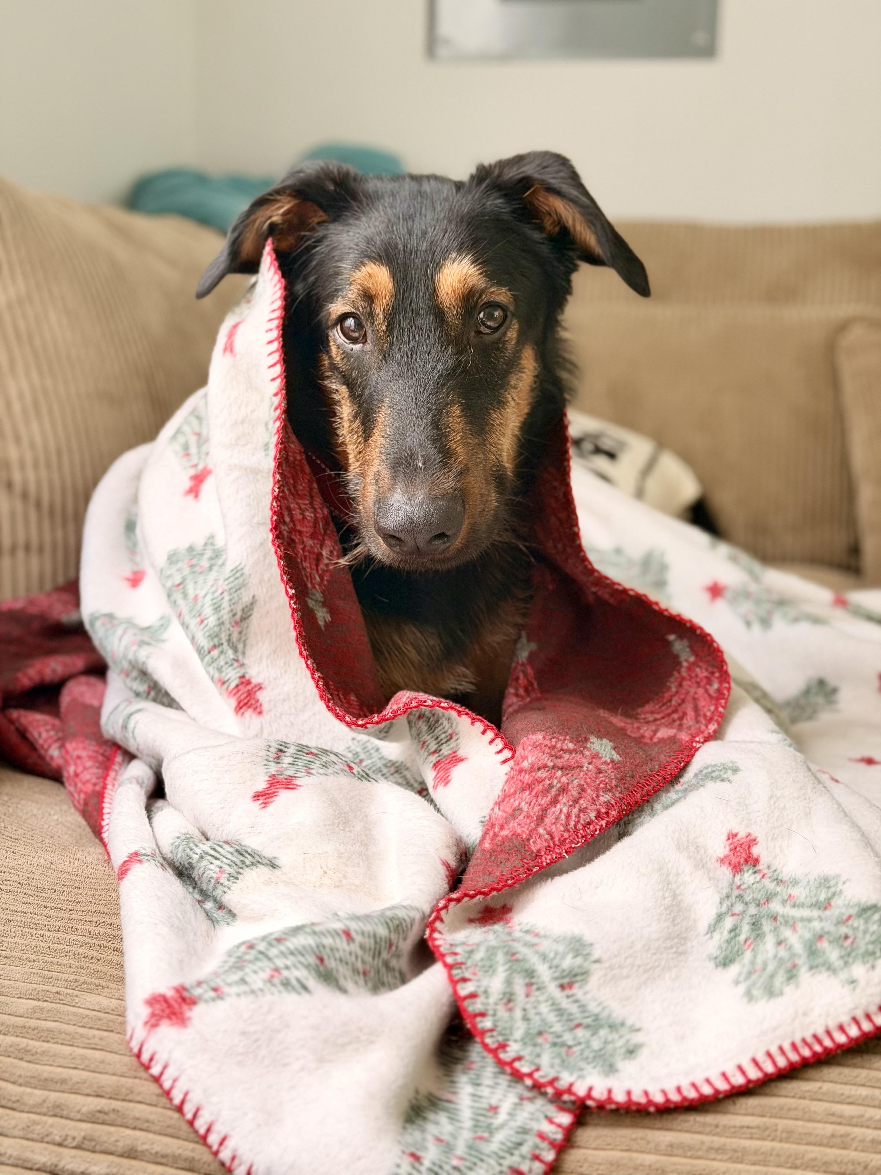 Enlarge Ranger , a ADOPTABLE mixed breed in salt lake city, UT image 1/5