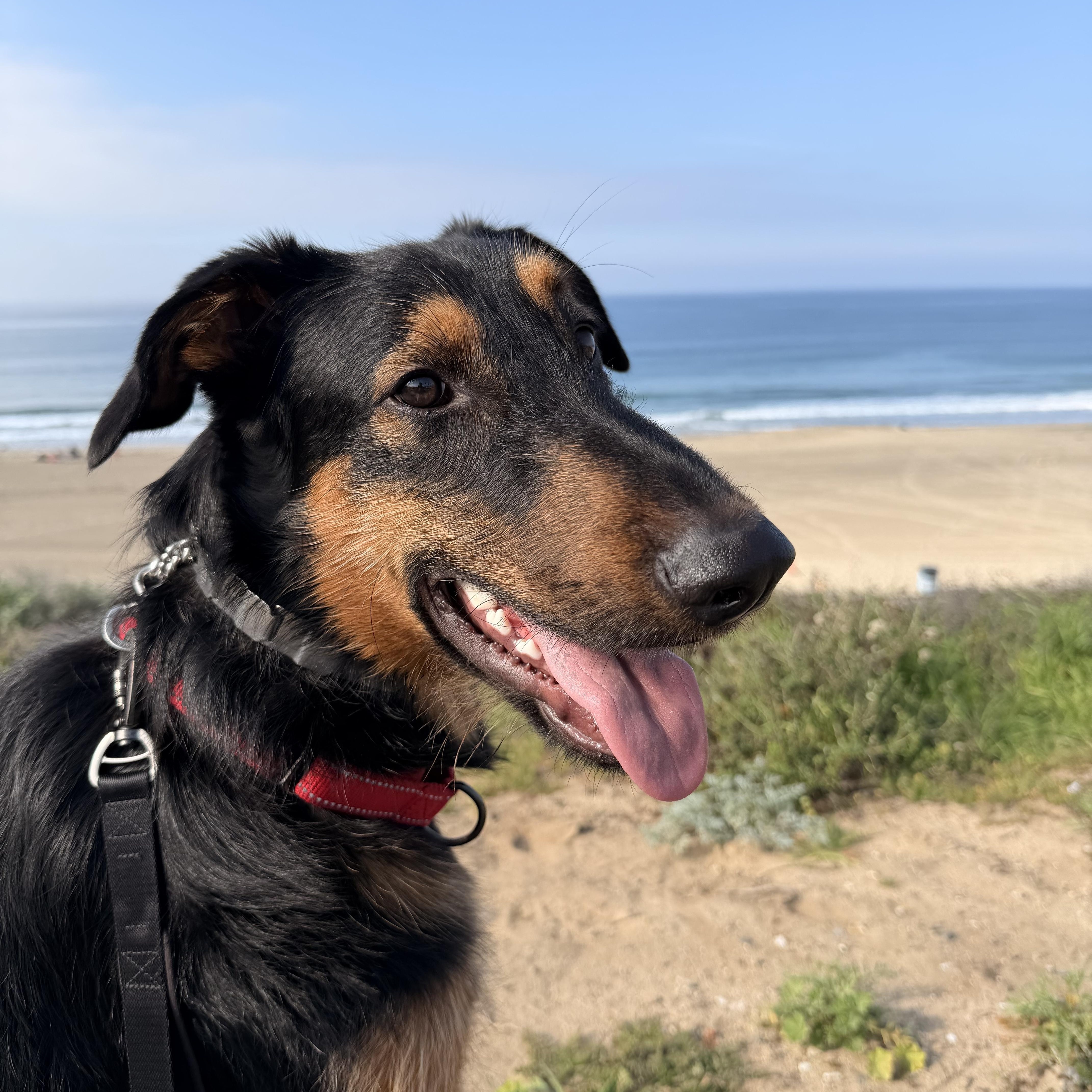 Enlarge Ranger , a ADOPTABLE mixed breed in salt lake city, UT image 2/5