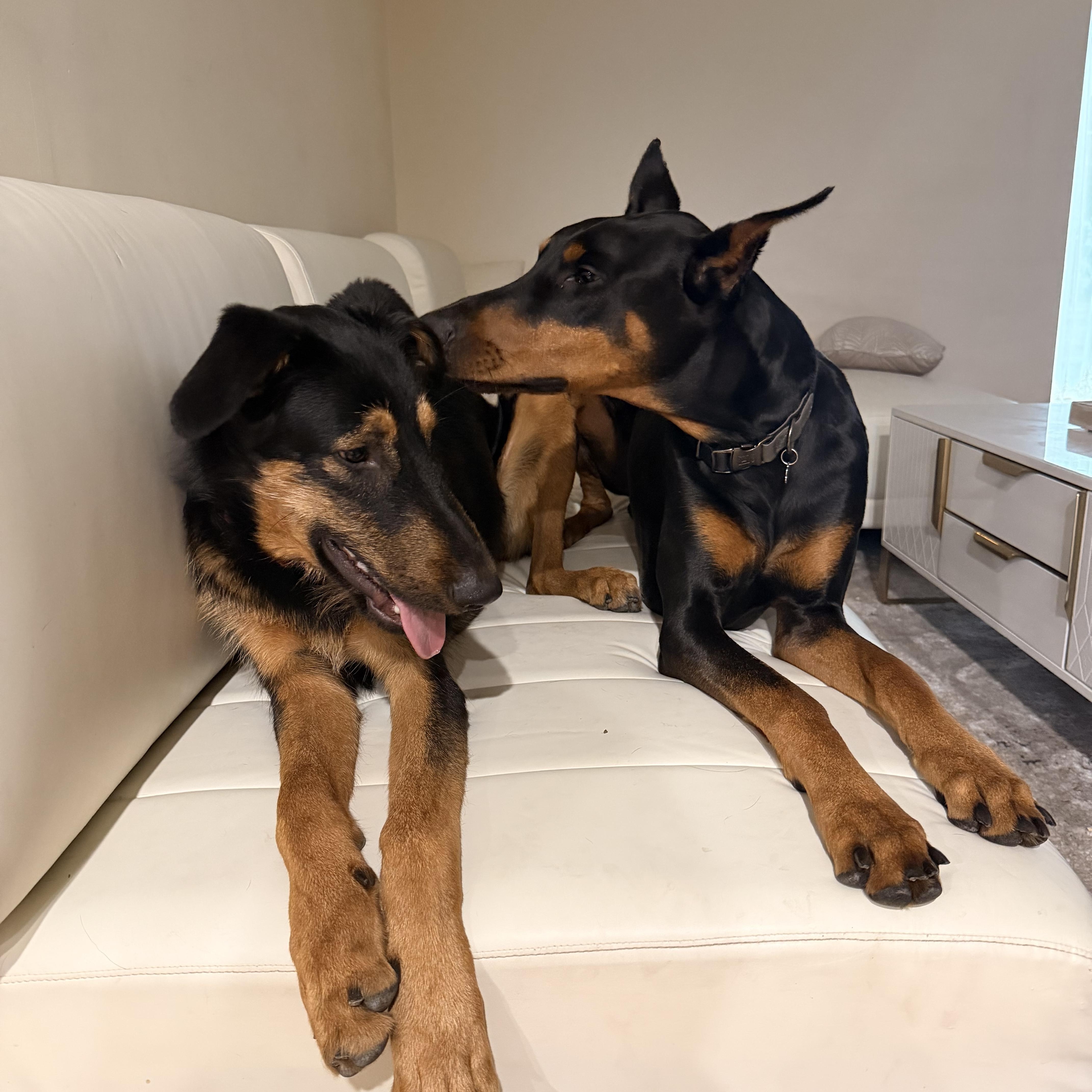 Enlarge Ranger , a ADOPTABLE mixed breed in salt lake city, UT image 3/5