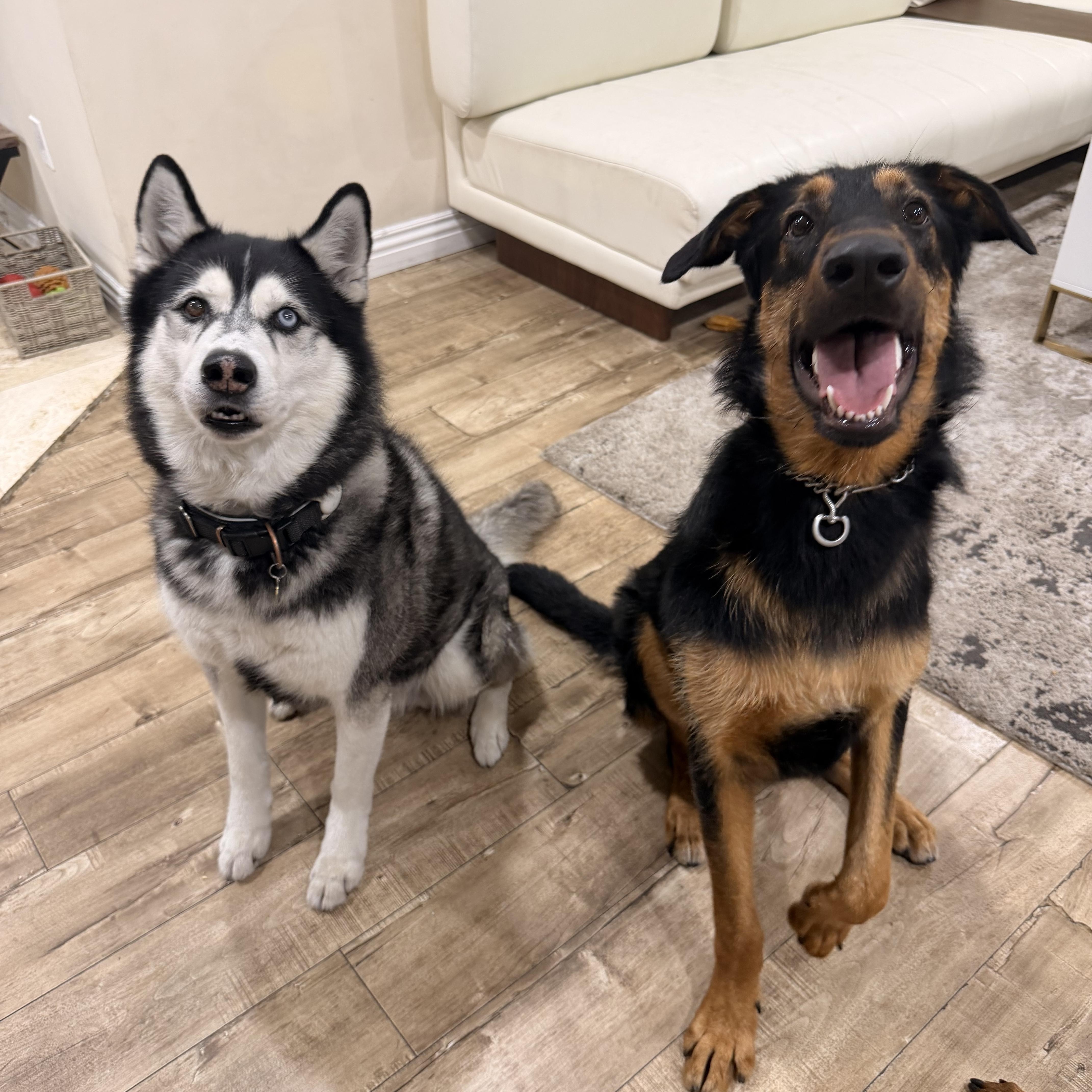 Enlarge Ranger , a ADOPTABLE mixed breed in salt lake city, UT image 5/5