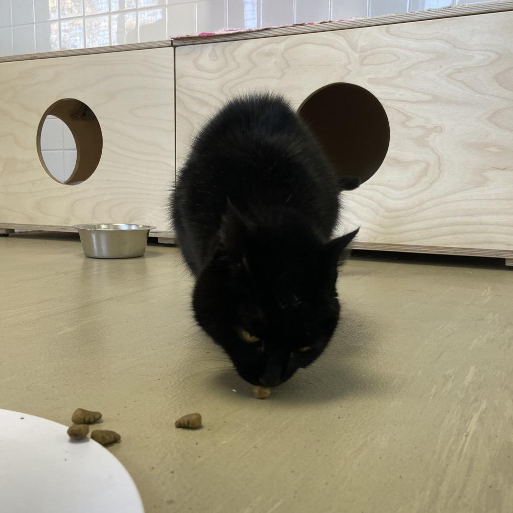 Enlarge Mieu, a Adoptable Domestic Short Hair in Albuquerque, NM image 2/4