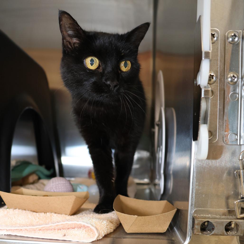 Enlarge Mieu, a Adoptable Domestic Short Hair in Albuquerque, NM image 3/4