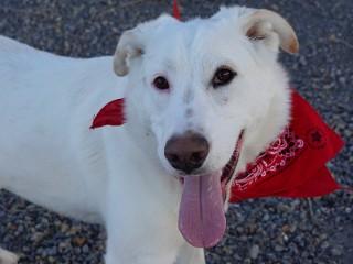 Heidi's Quin, a Adoptable mixed breed in Anaconda, MT image 6/6