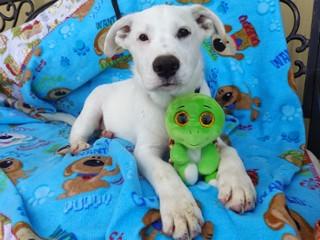 Heidi's Quin, a Adoptable mixed breed in Anaconda, MT image 2/6