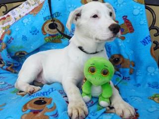 Heidi's Quin, a Adoptable mixed breed in Anaconda, MT image 3/6