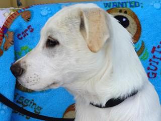 Heidi's Quin, a Adoptable mixed breed in Anaconda, MT image 4/6