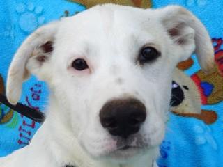 Heidi's Quin, Adoptable, Young Male Cattle Dog & Australian Shepherd.