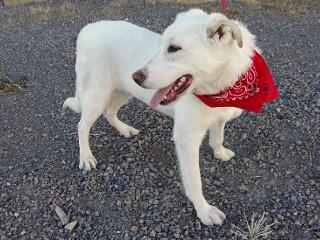 Heidi's Quin, a Adoptable mixed breed in Anaconda, MT image 5/6