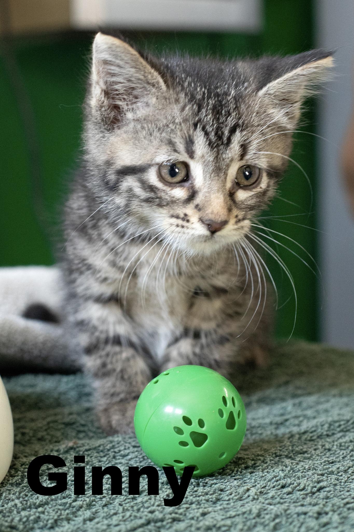 Ginny, Adoptable, Kitten Female Tabby.