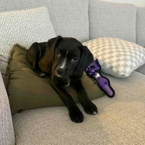 Draco, Adoptable, Puppy Male Spaniel & Terrier.