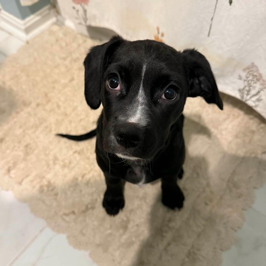 Enlarge Draco, a Adoptable mixed breed in Jarrettsville, MD image 2/6