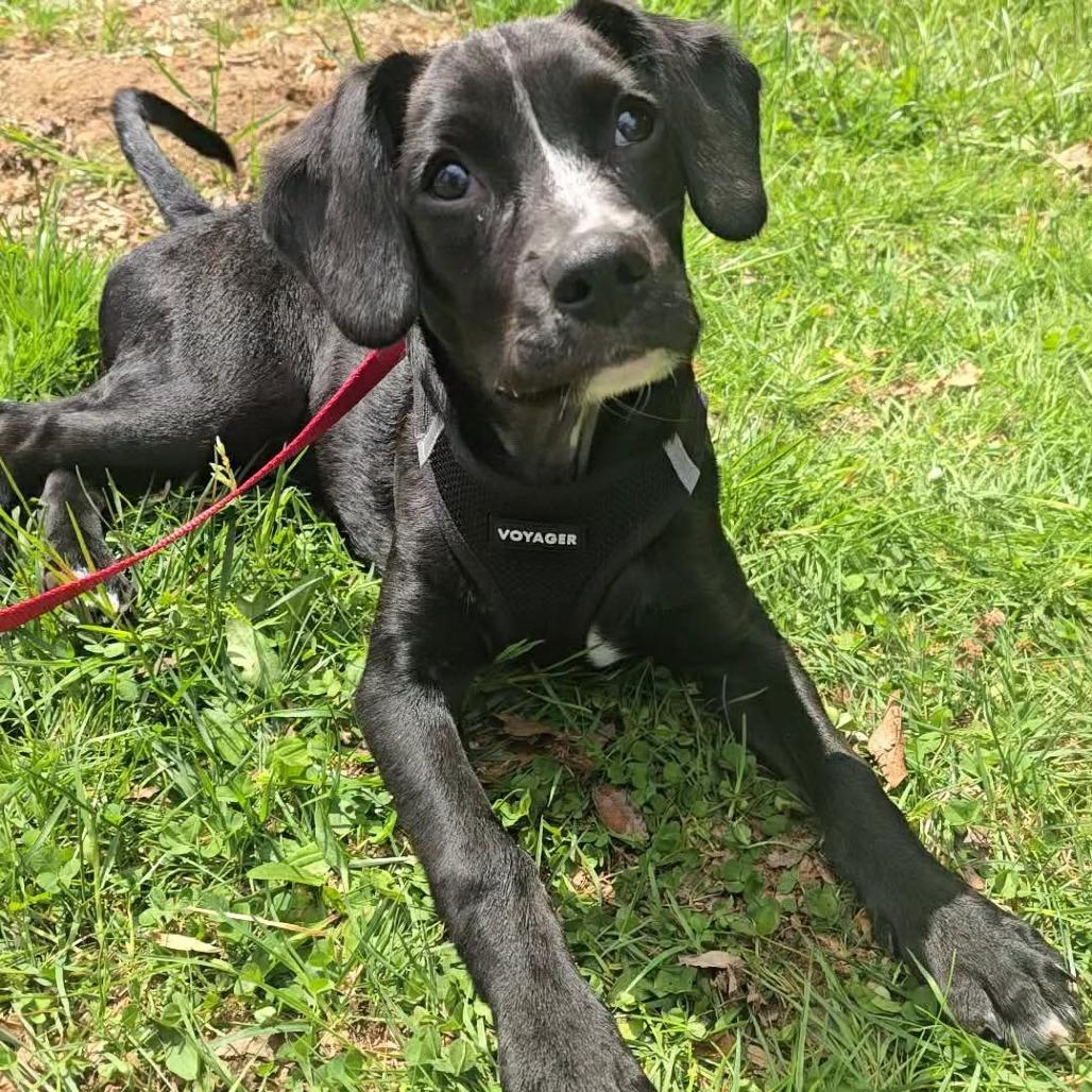 Enlarge Draco, a Adoptable mixed breed in Jarrettsville, MD image 1/6