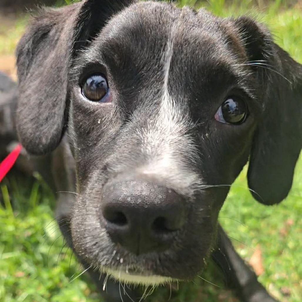 Enlarge Draco, a Adoptable mixed breed in Jarrettsville, MD image 2/6