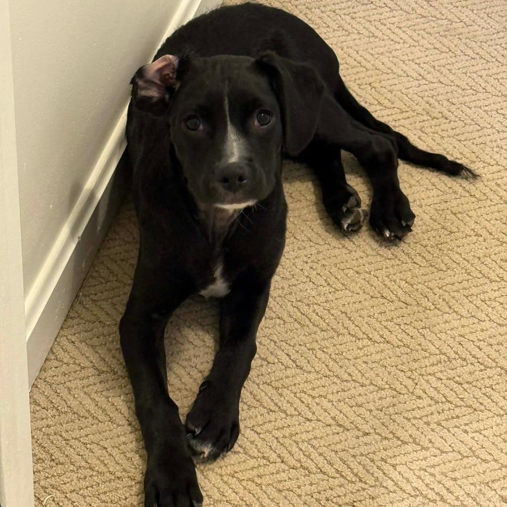 Enlarge Draco, a Adoptable mixed breed in Jarrettsville, MD image 3/6