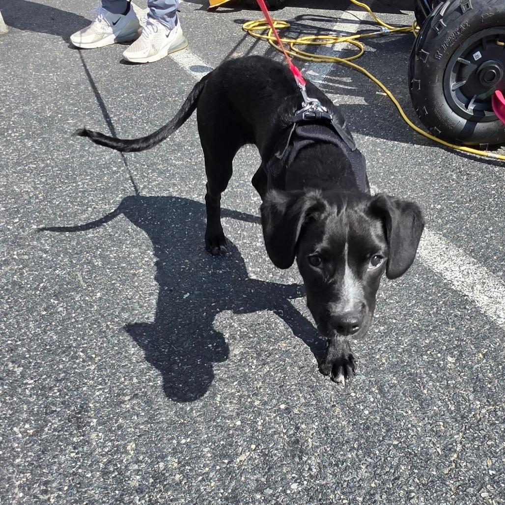 Enlarge Draco, a Adoptable mixed breed in Jarrettsville, MD image 3/6