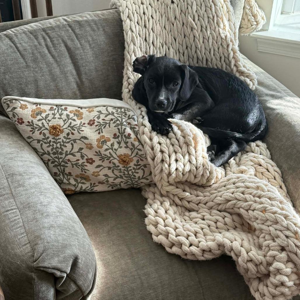 Enlarge Draco, a Adoptable mixed breed in Jarrettsville, MD image 4/6