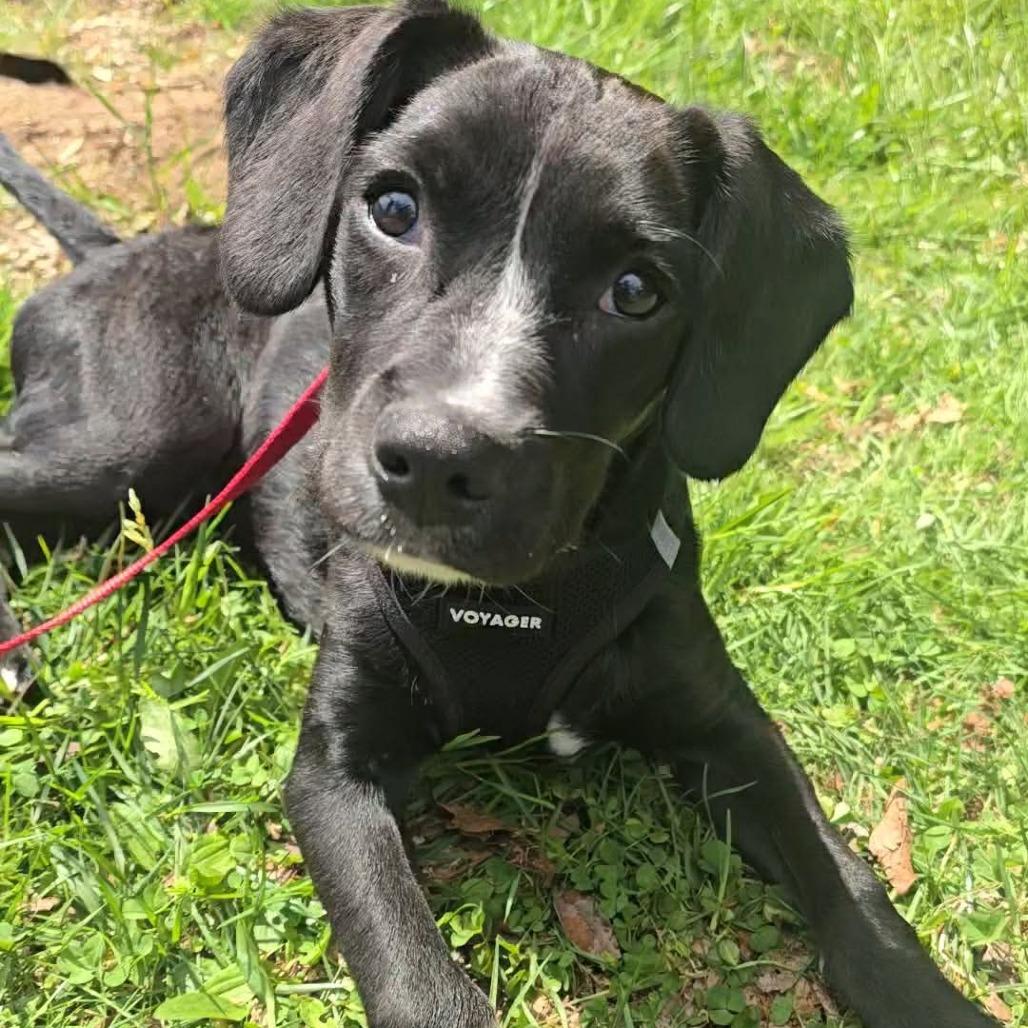 Enlarge Draco, a Adoptable mixed breed in Jarrettsville, MD image 5/6