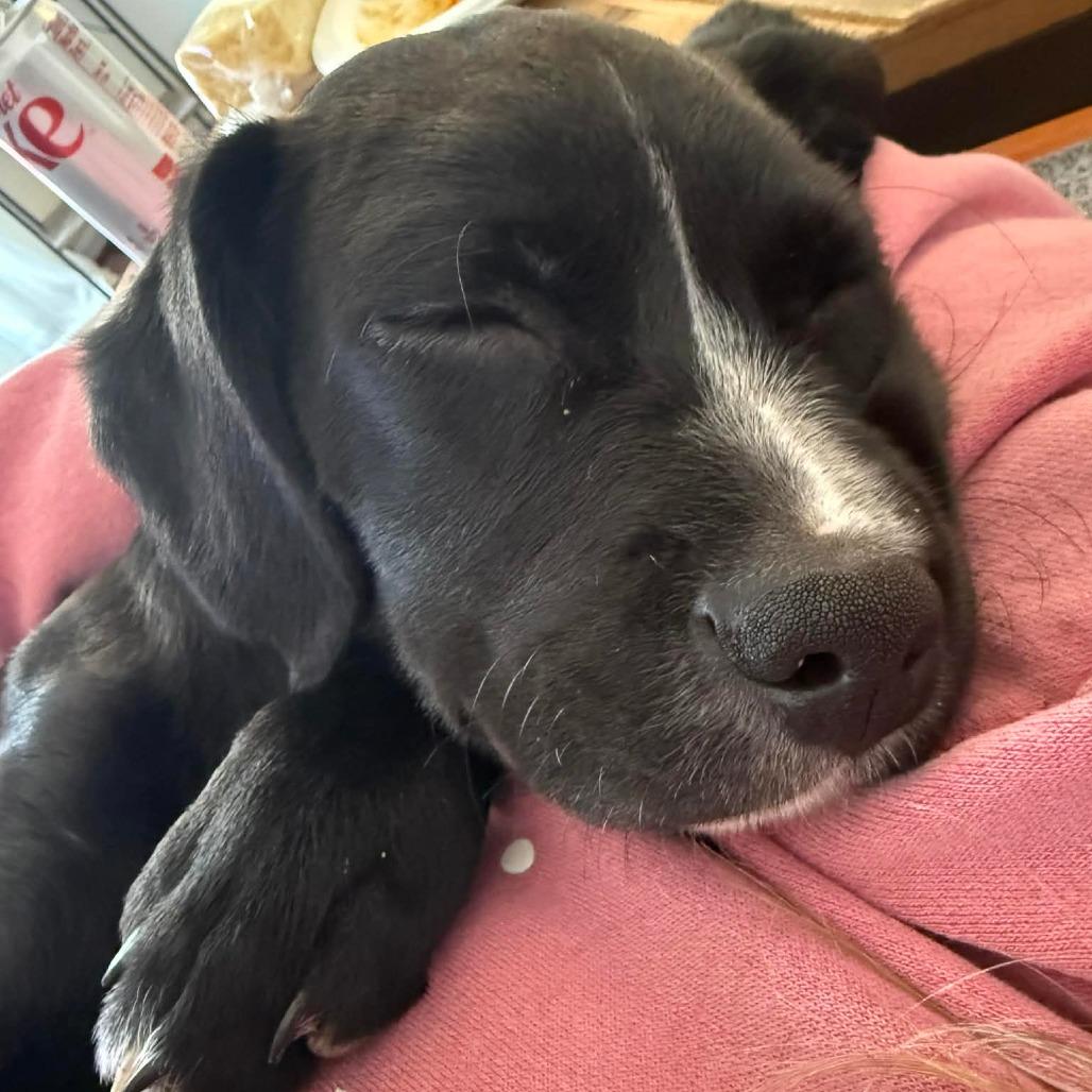 Enlarge Draco, a Adoptable mixed breed in Jarrettsville, MD image 5/6