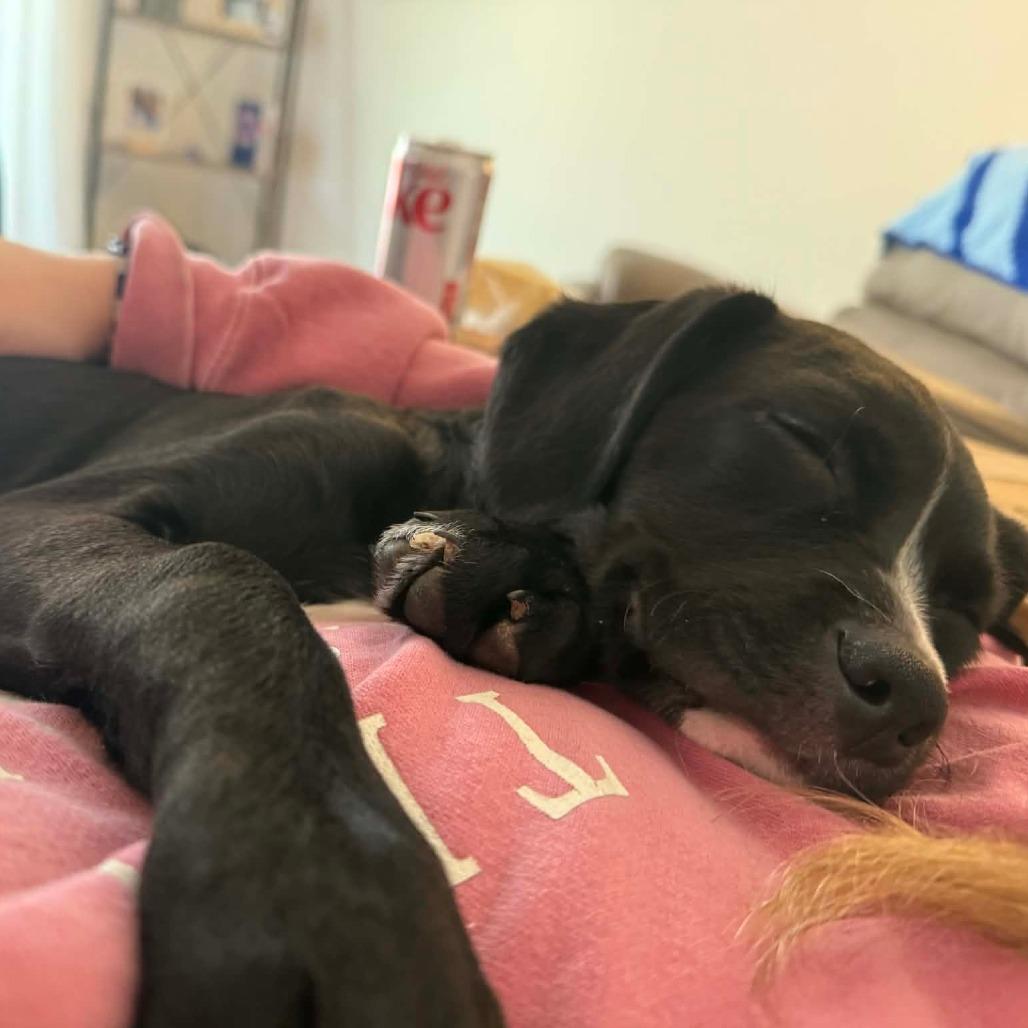 Enlarge Draco, a Adoptable mixed breed in Jarrettsville, MD image 6/6