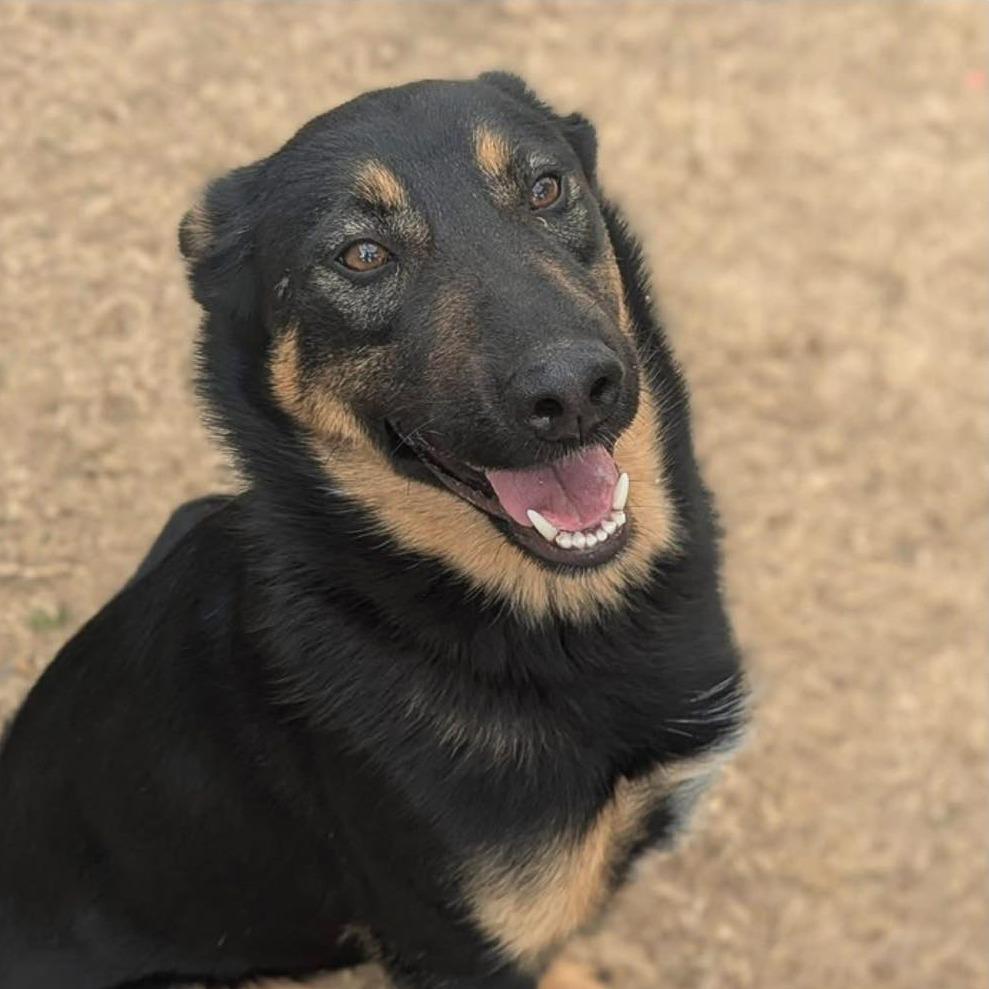 RAYA  Available NOW - ADOPTION or RESCUE!, Adoptable, Adult Female Mixed Breed.