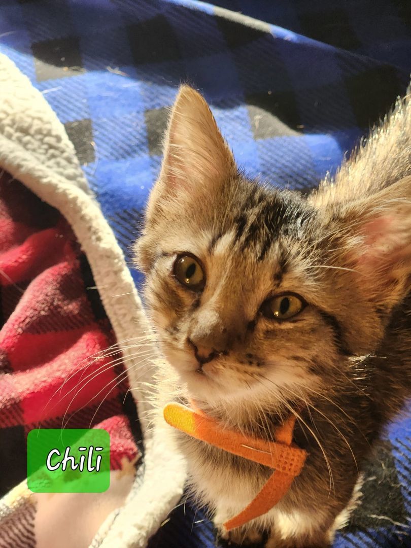 Chili, an adoptable Tabby in Manhattan, KS, 66505 | Photo Image 4