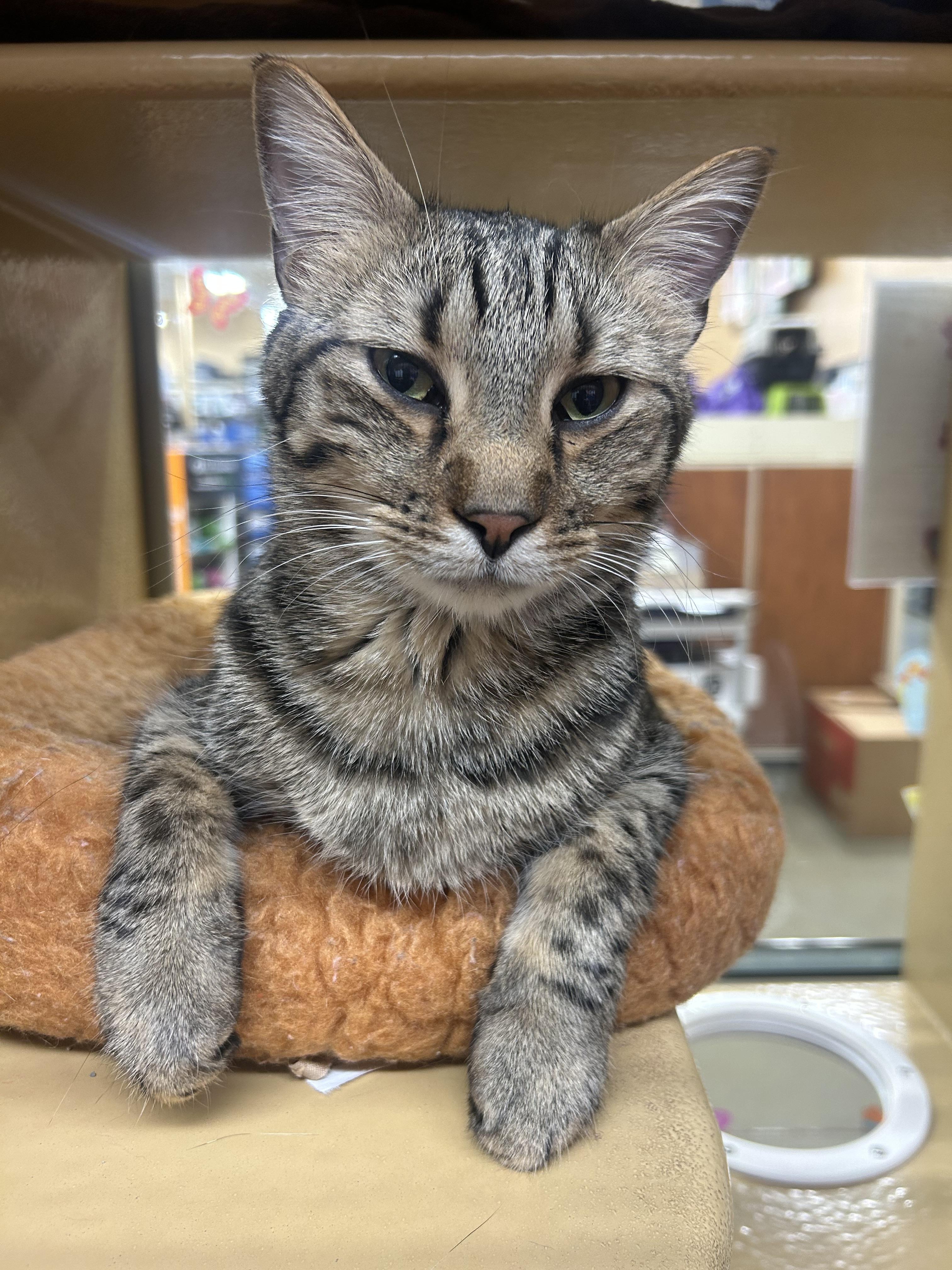 Chili, an adoptable Tabby in Manhattan, KS, 66505 | Photo Image 2
