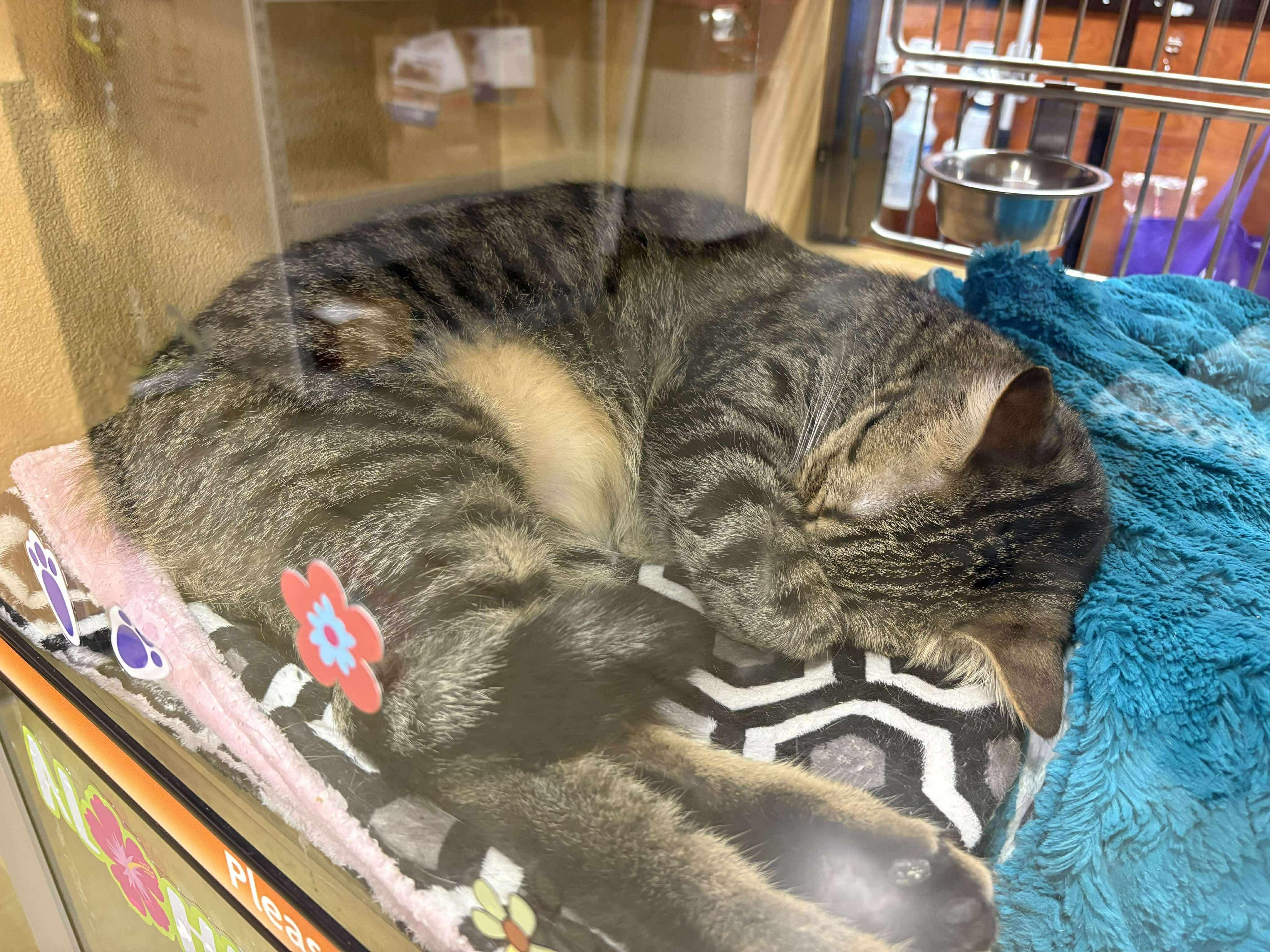 Chili, an adoptable Tabby in Manhattan, KS, 66505 | Photo Image 3