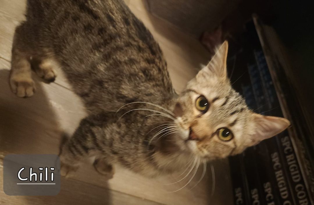 Chili, an adoptable Tabby in Manhattan, KS, 66505 | Photo Image 5