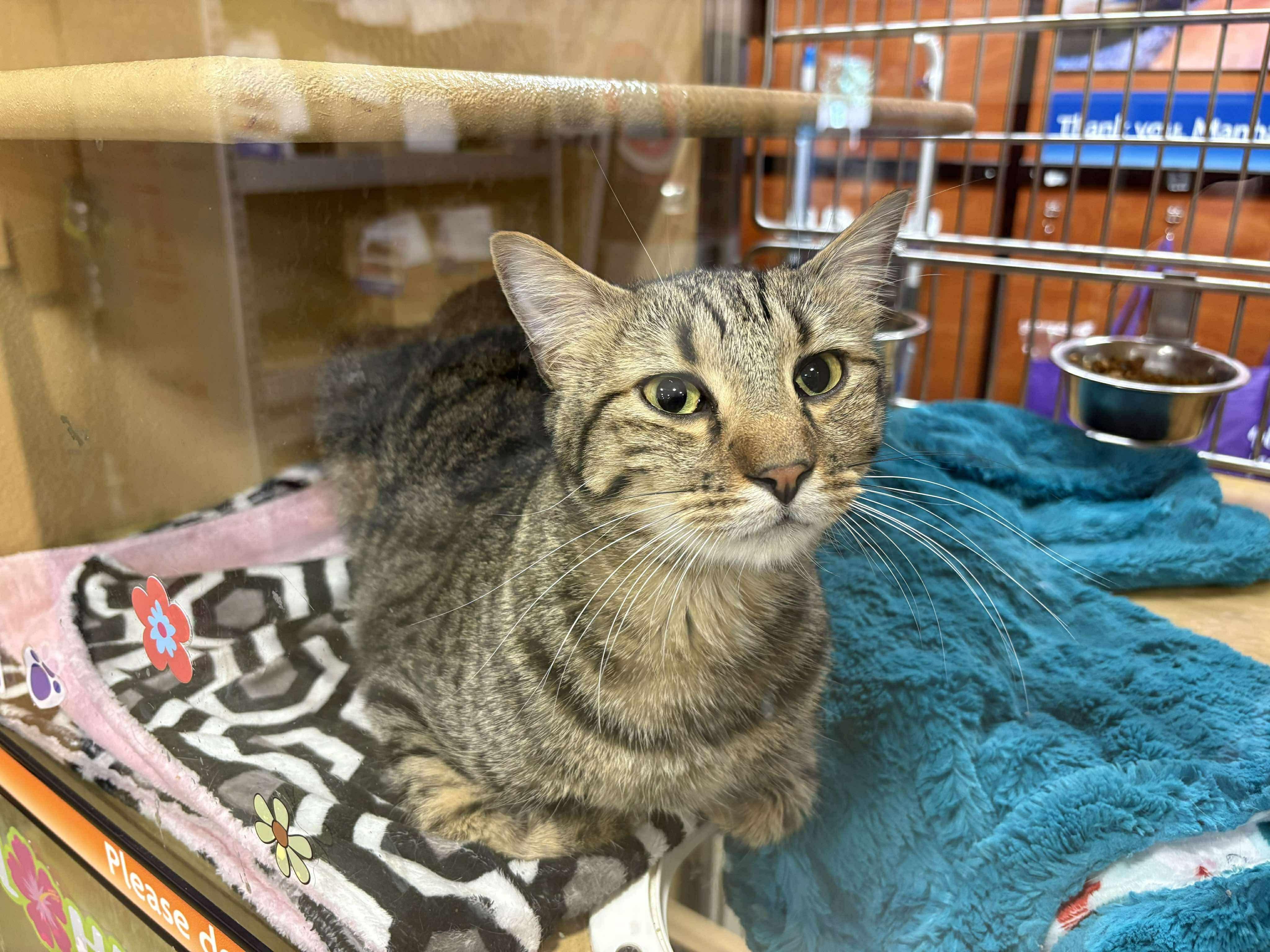 Chili, Adult Male Tabby