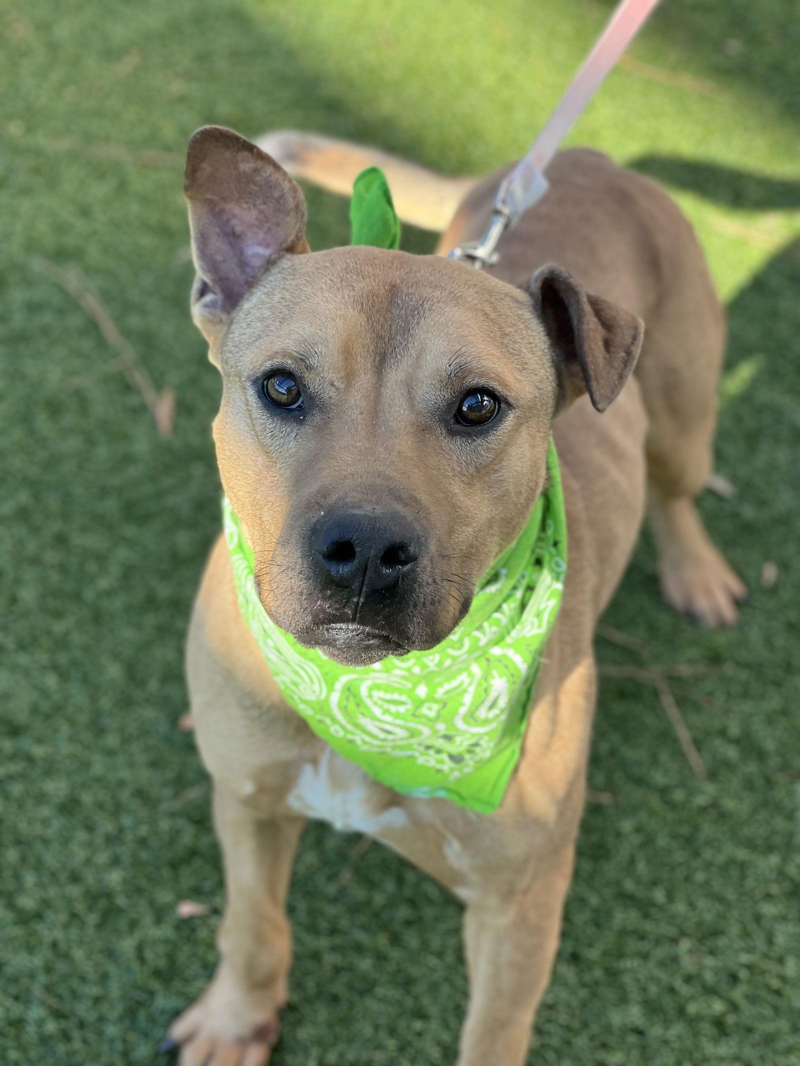 Pringle, Adoptable, Young Male Labrador Retriever.