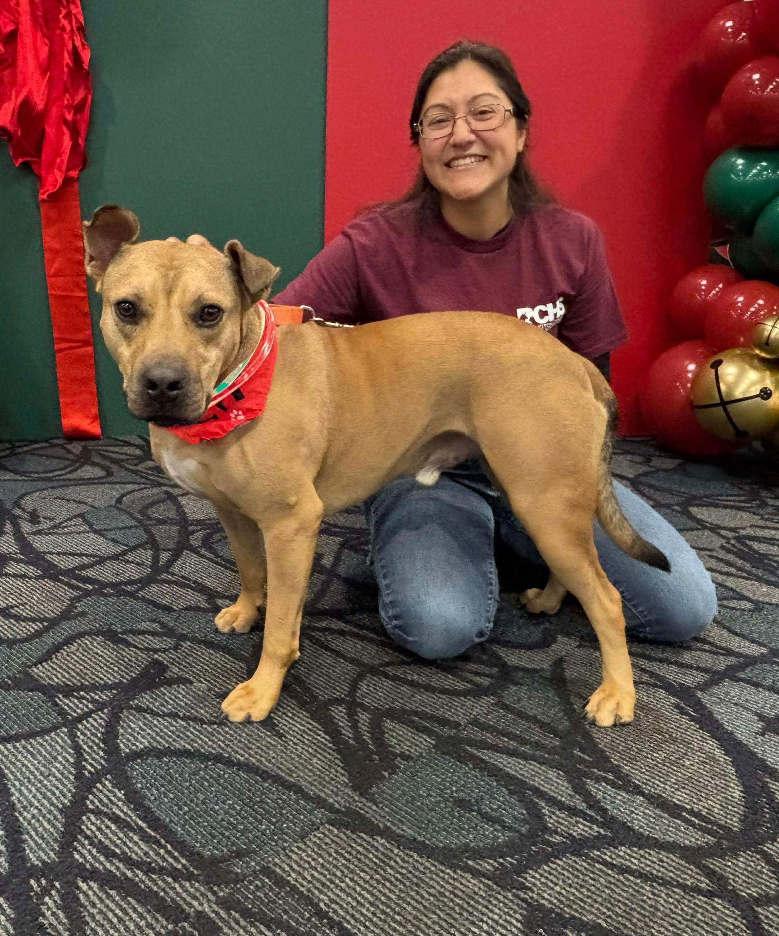 Enlarge Pringle, a Adoptable Labrador Retriever in Doylestown, PA image 2/3