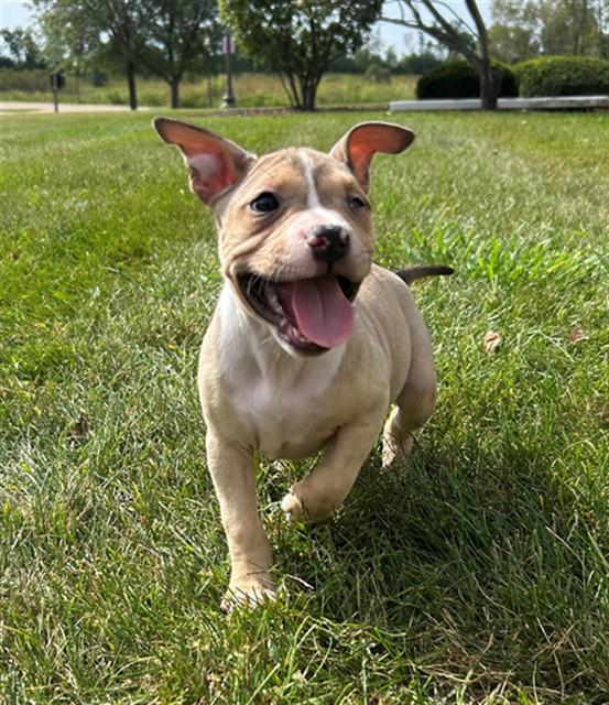 Sparkle Smash, Adoptable, Puppy Female Pit Bull Terrier.