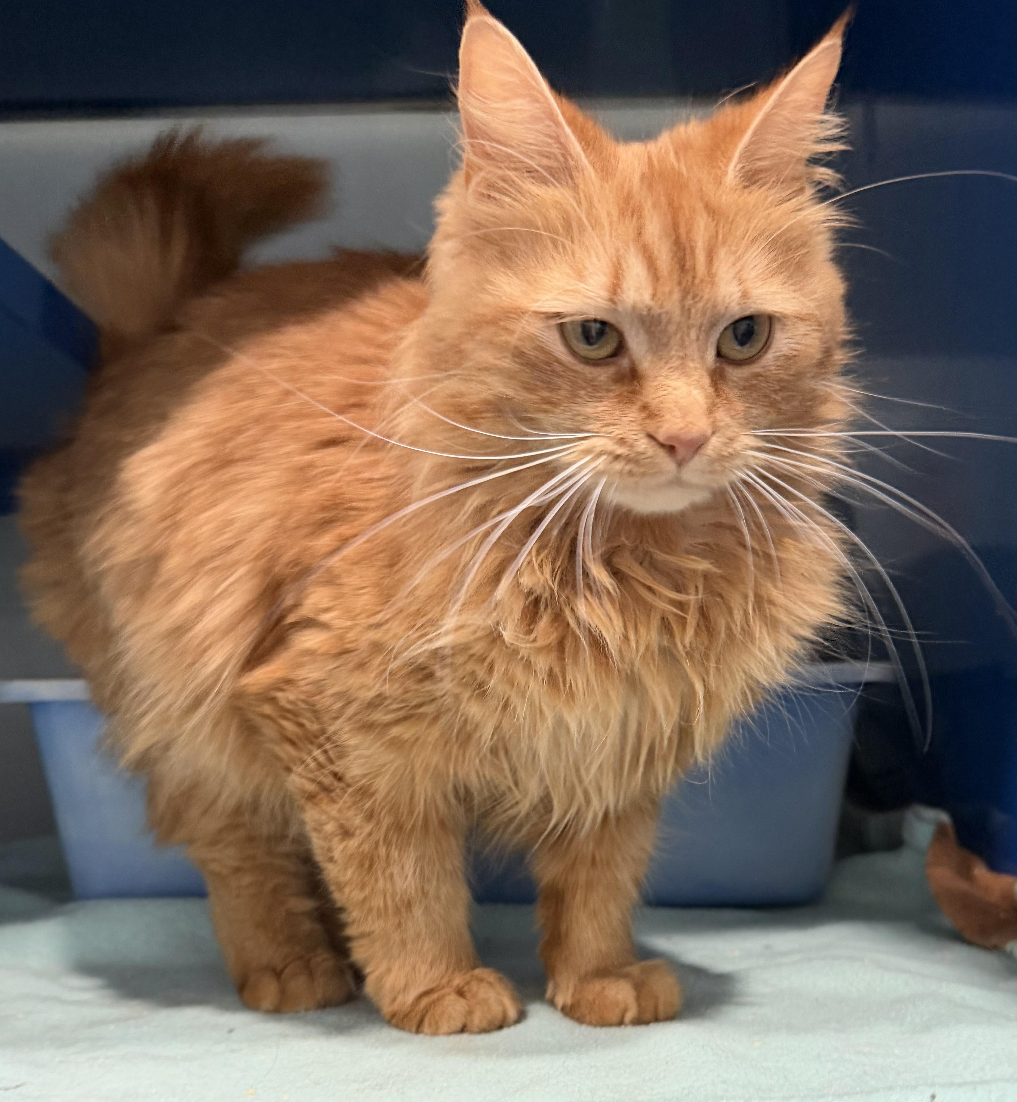 Enlarge Brie, an adopted Domestic Medium Hair in Sault Sainte Marie, MI image 2/6