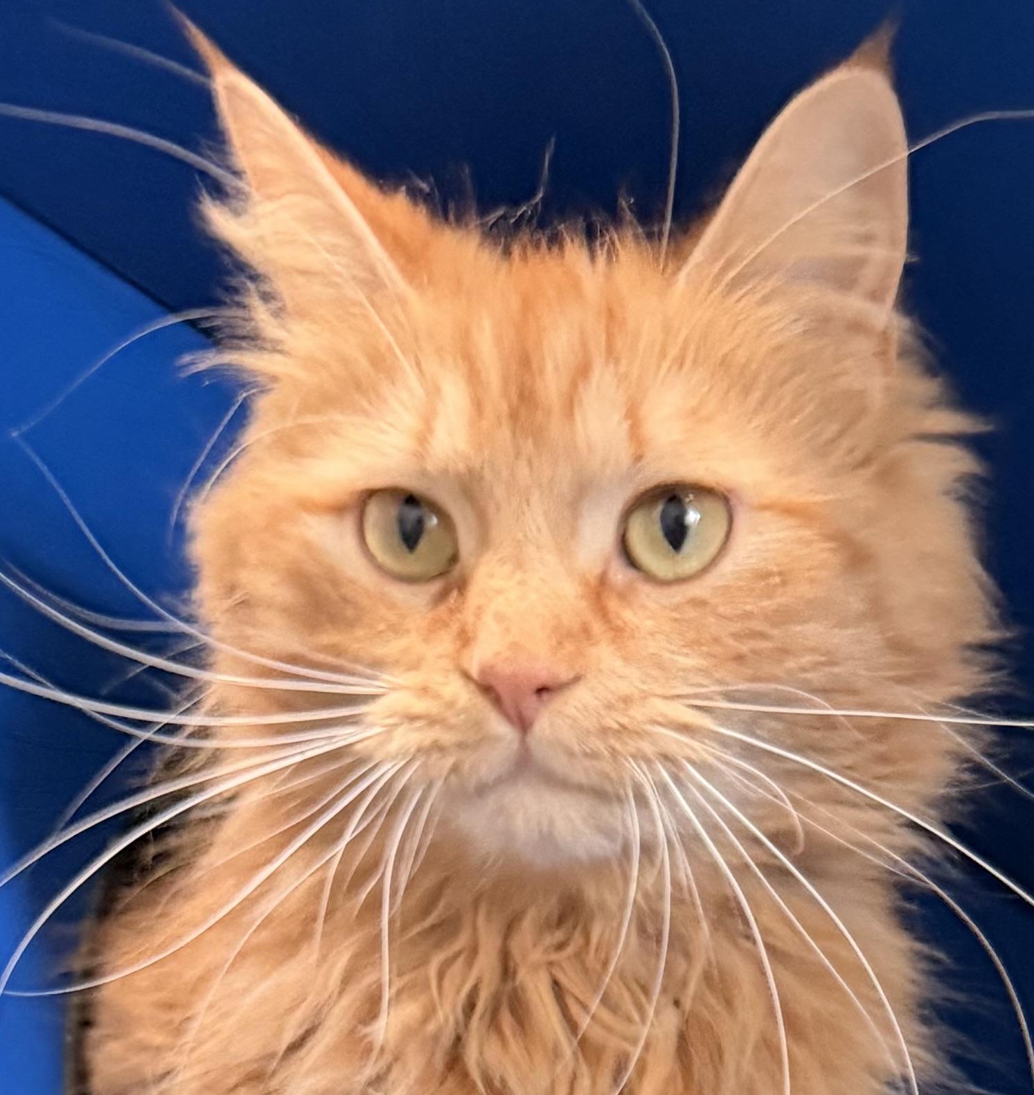 Enlarge Brie, an adopted Domestic Medium Hair in Sault Sainte Marie, MI image 1/6