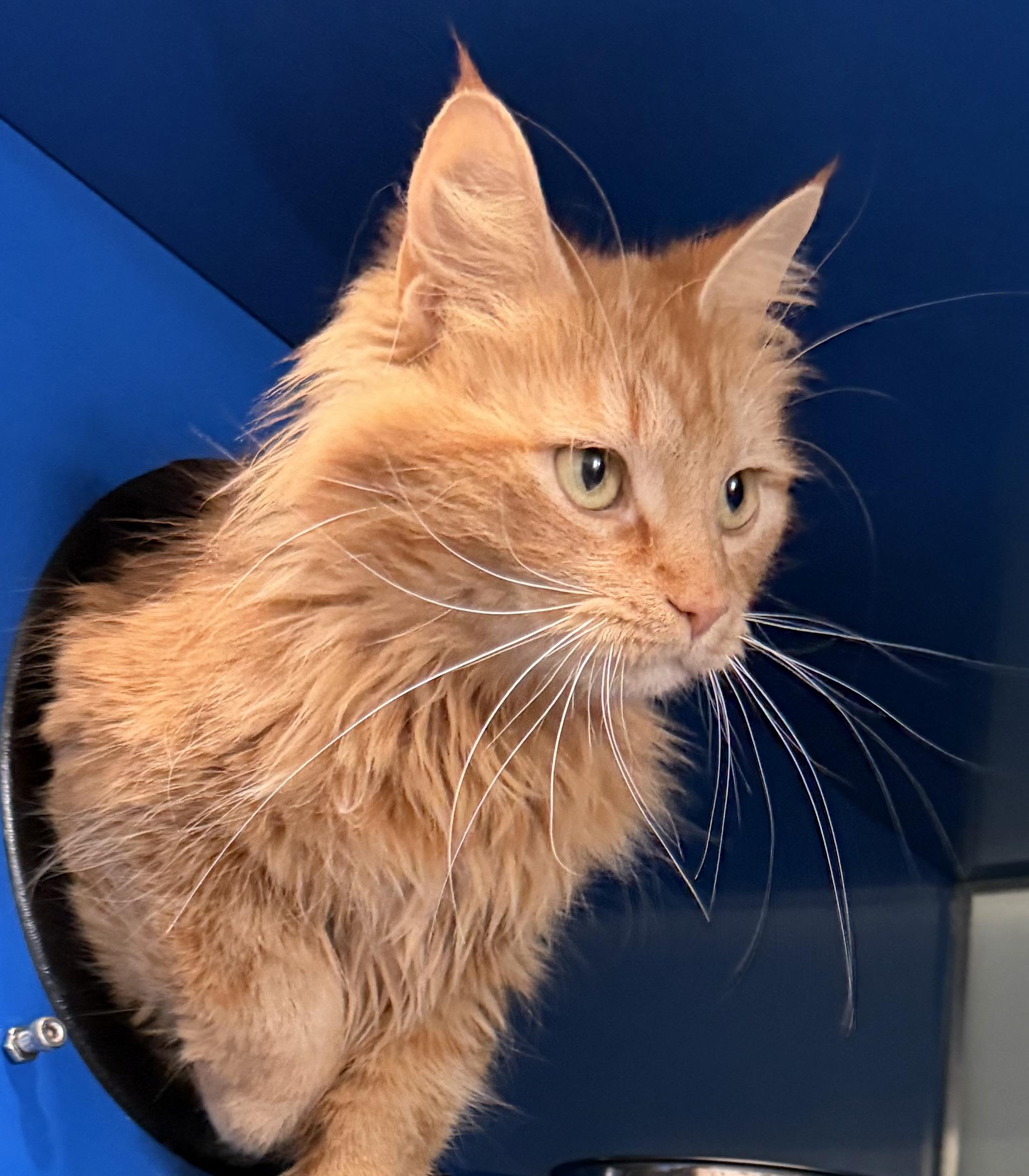 Enlarge Brie, an adopted Domestic Medium Hair in Sault Sainte Marie, MI image 3/6