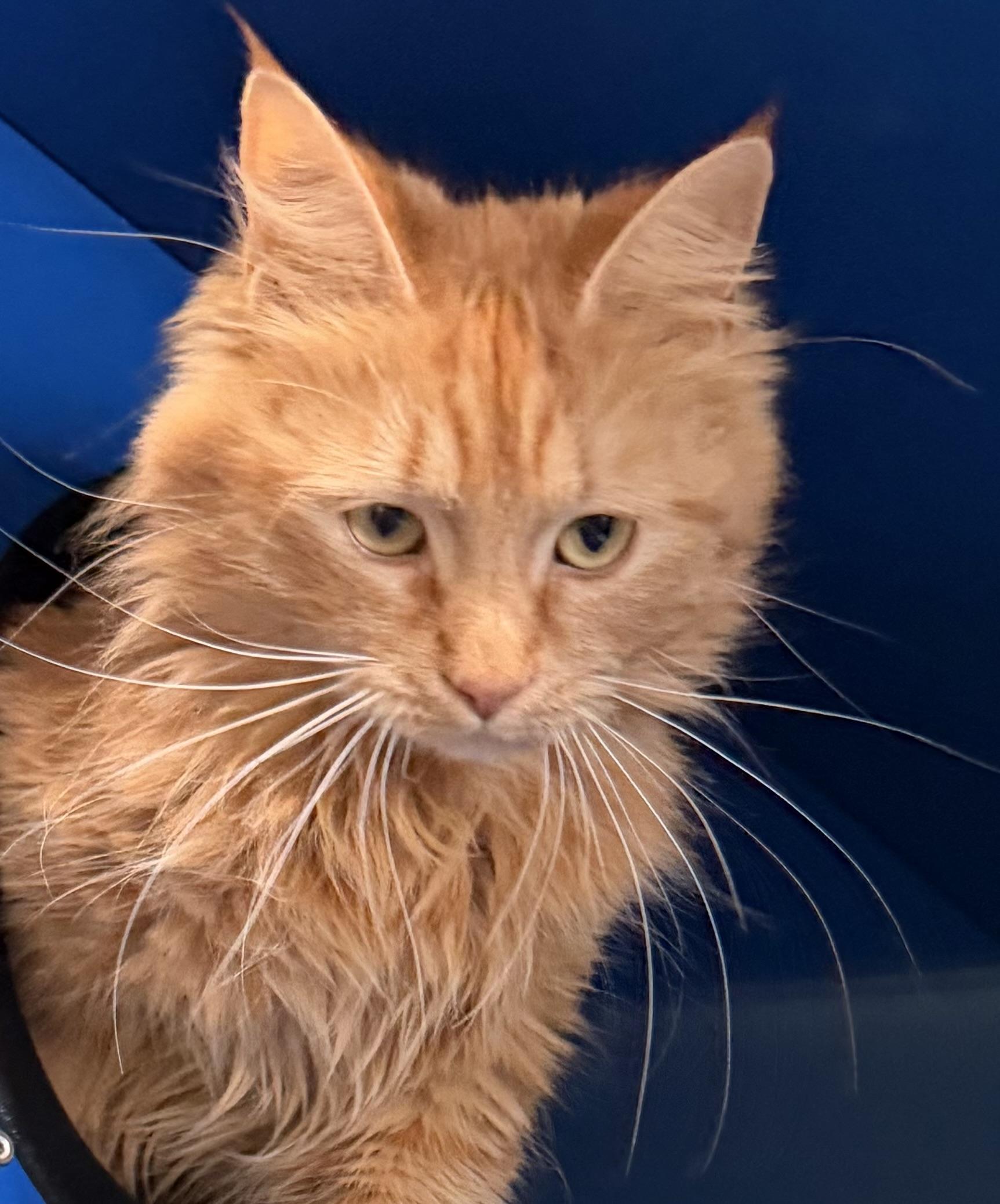 Enlarge Brie, an adopted Domestic Medium Hair in Sault Sainte Marie, MI image 4/6