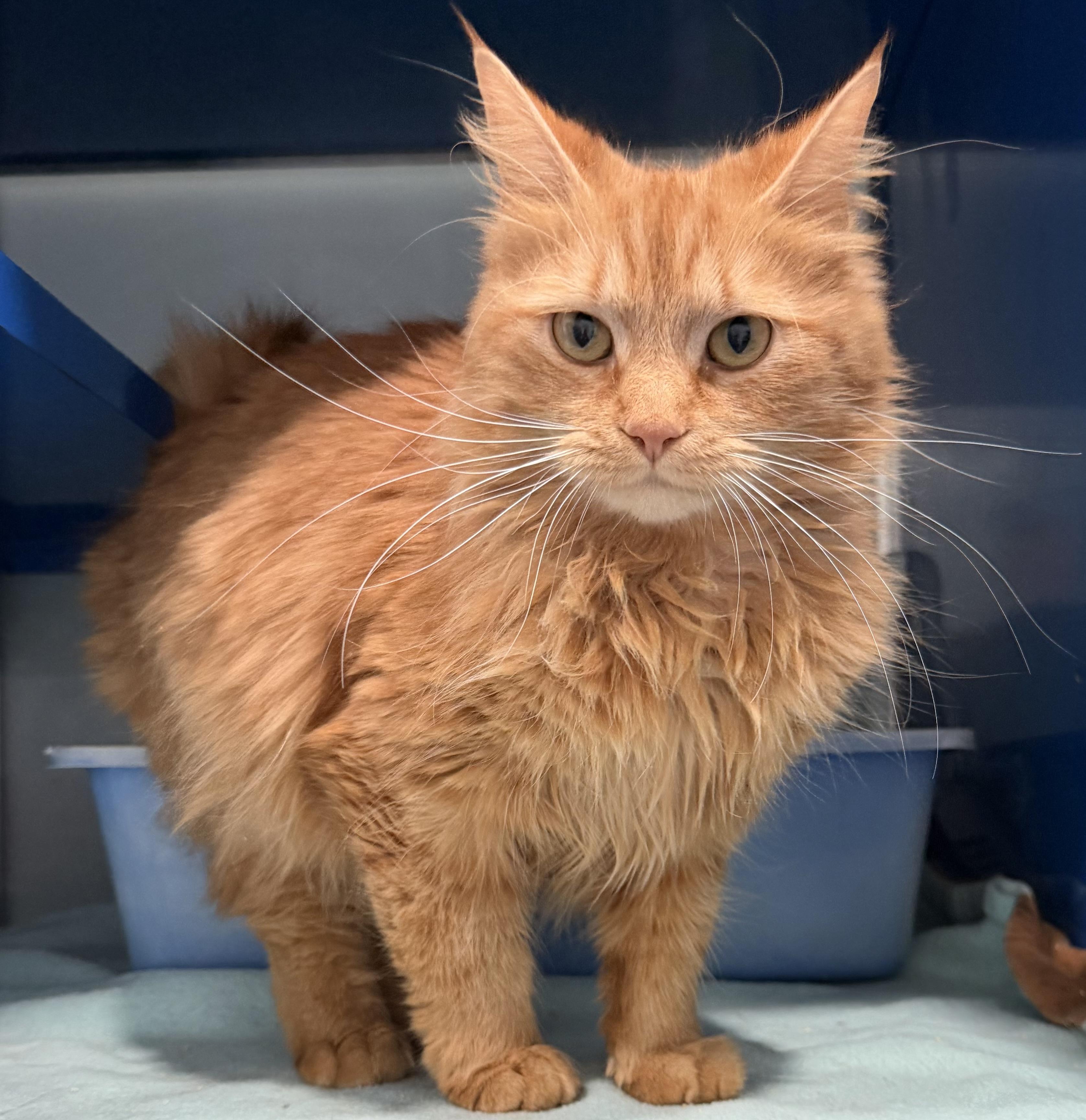 Enlarge Brie, an adopted Domestic Medium Hair in Sault Sainte Marie, MI image 5/6