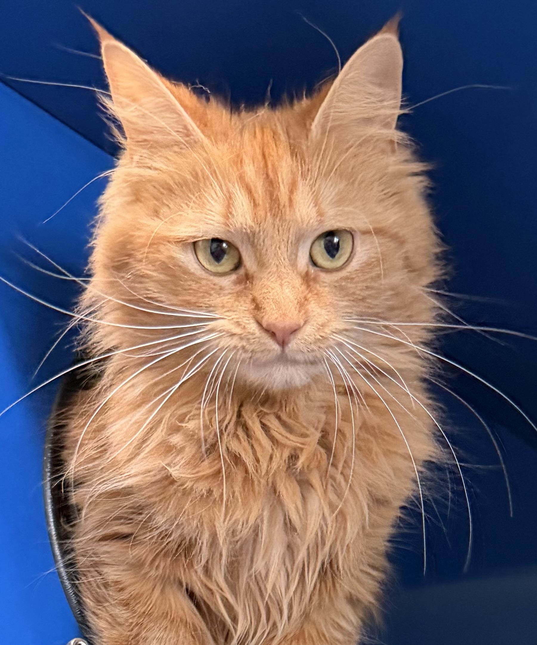 Enlarge Brie, an adopted Domestic Medium Hair in Sault Sainte Marie, MI image 6/6