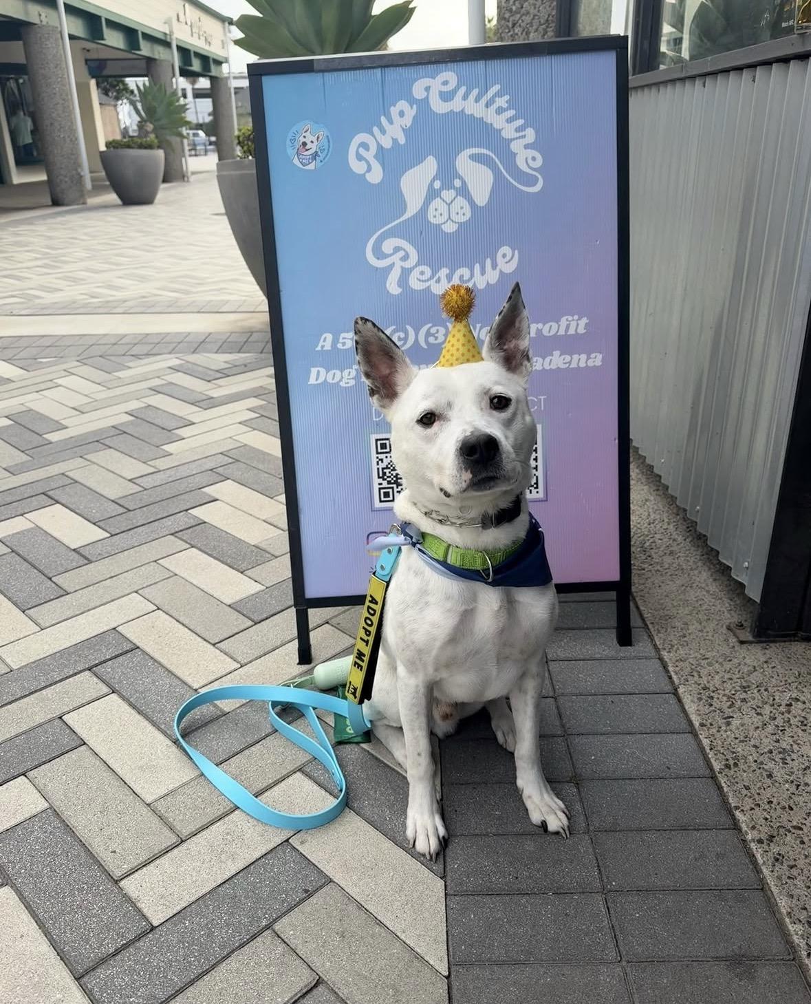 Enlarge Andrew, a Adoptable mixed breed in Pasadena, CA image 1/6