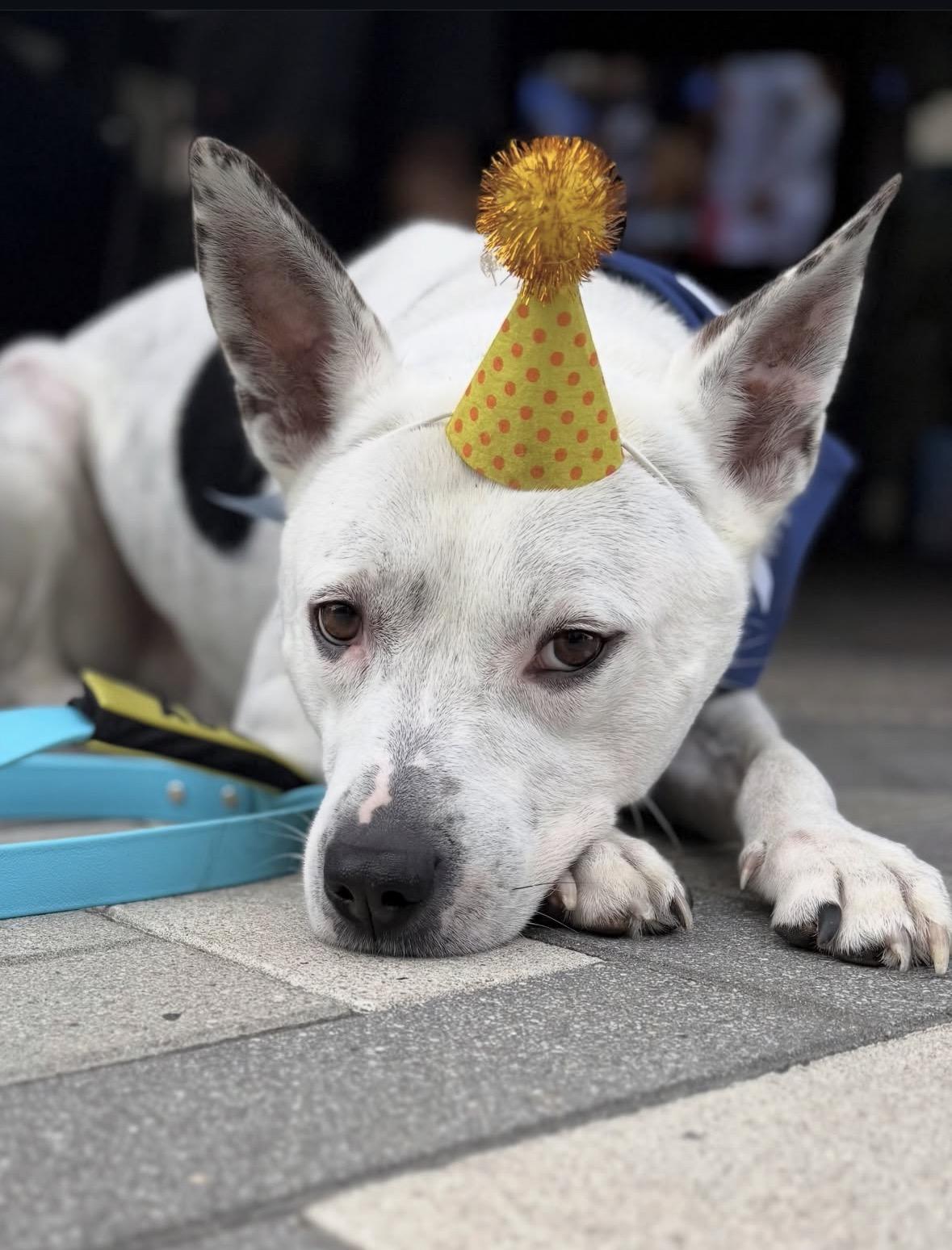 Enlarge Andrew, a Adoptable mixed breed in Pasadena, CA image 3/6