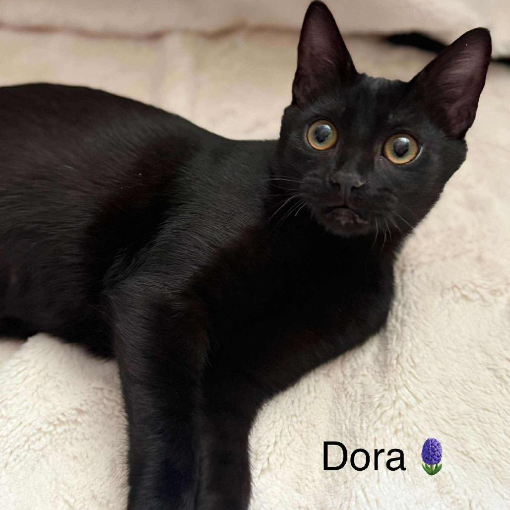 Dora, Adoptable, Young Female Domestic Short Hair.