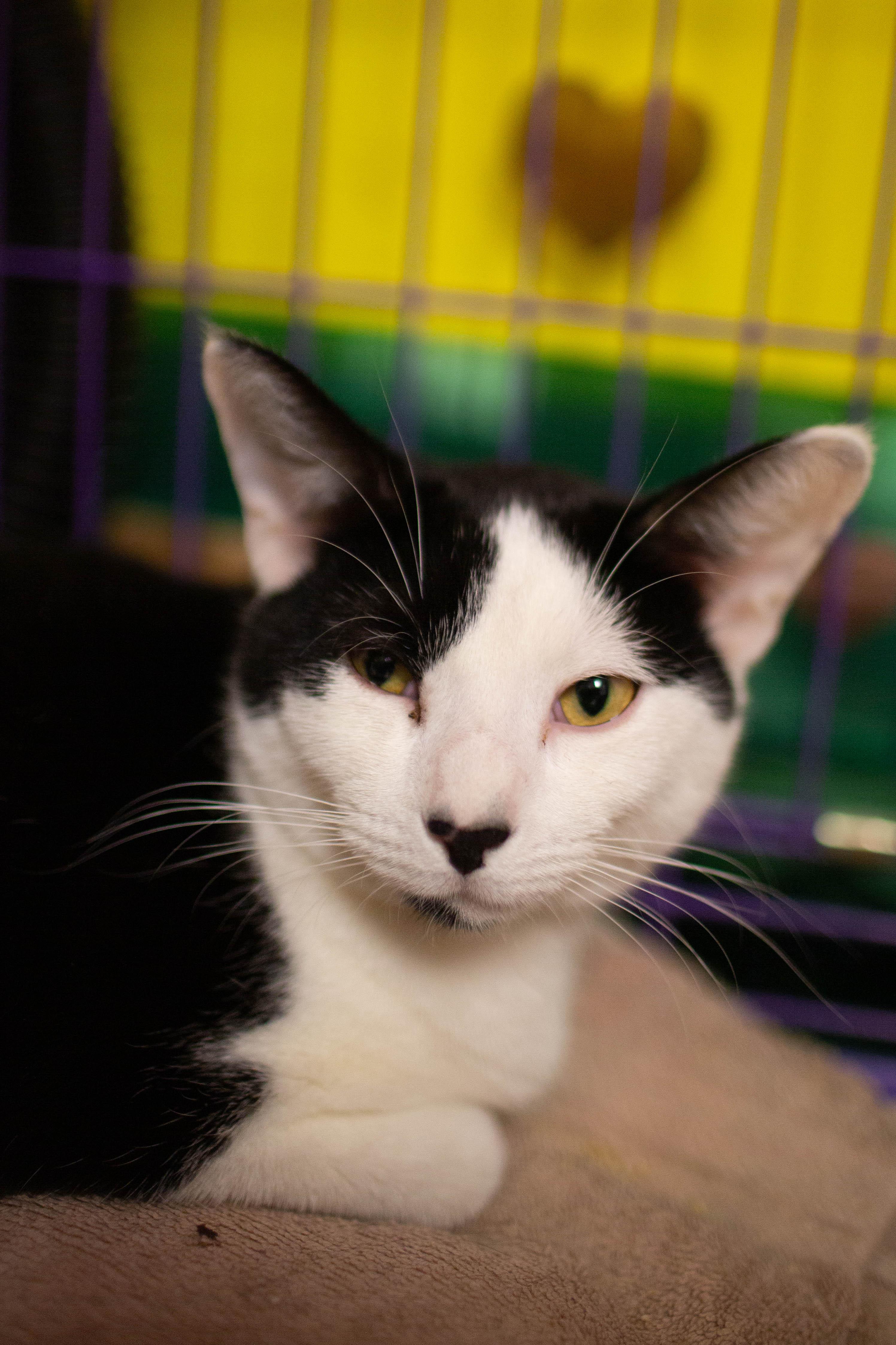 Enlarge Michael - bonded to Sammy, a Adoptable Domestic Short Hair in Kennebunk , ME image 5/6