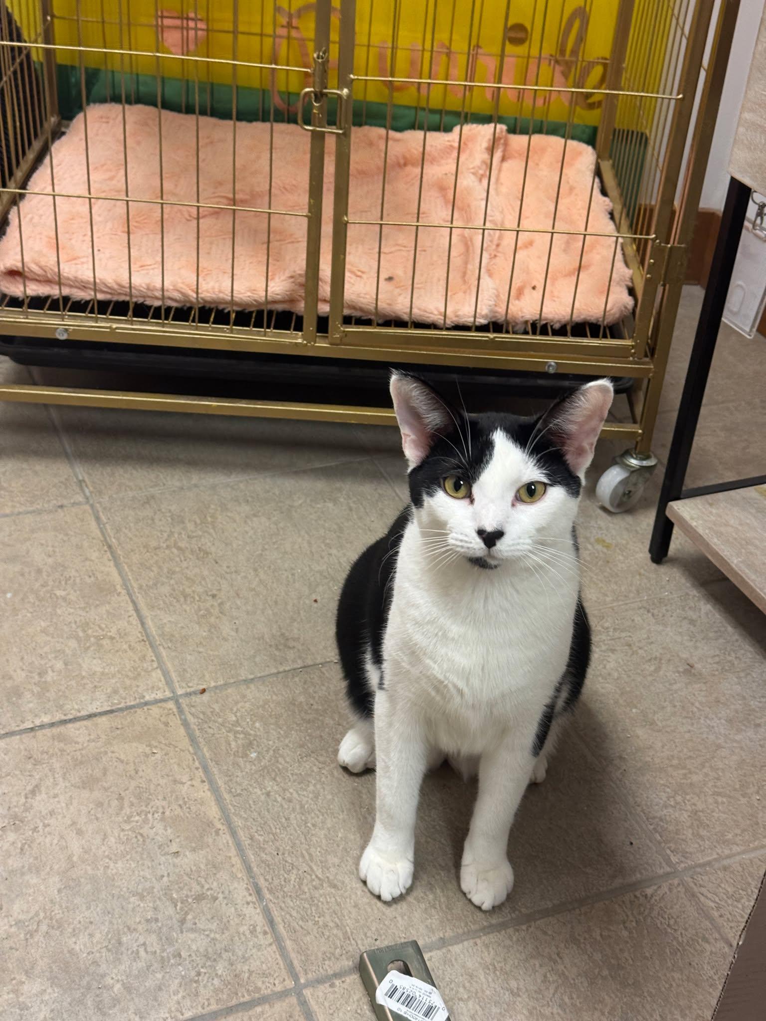Enlarge Michael - bonded to Sammy, a Adoptable Domestic Short Hair in Kennebunk , ME image 6/6