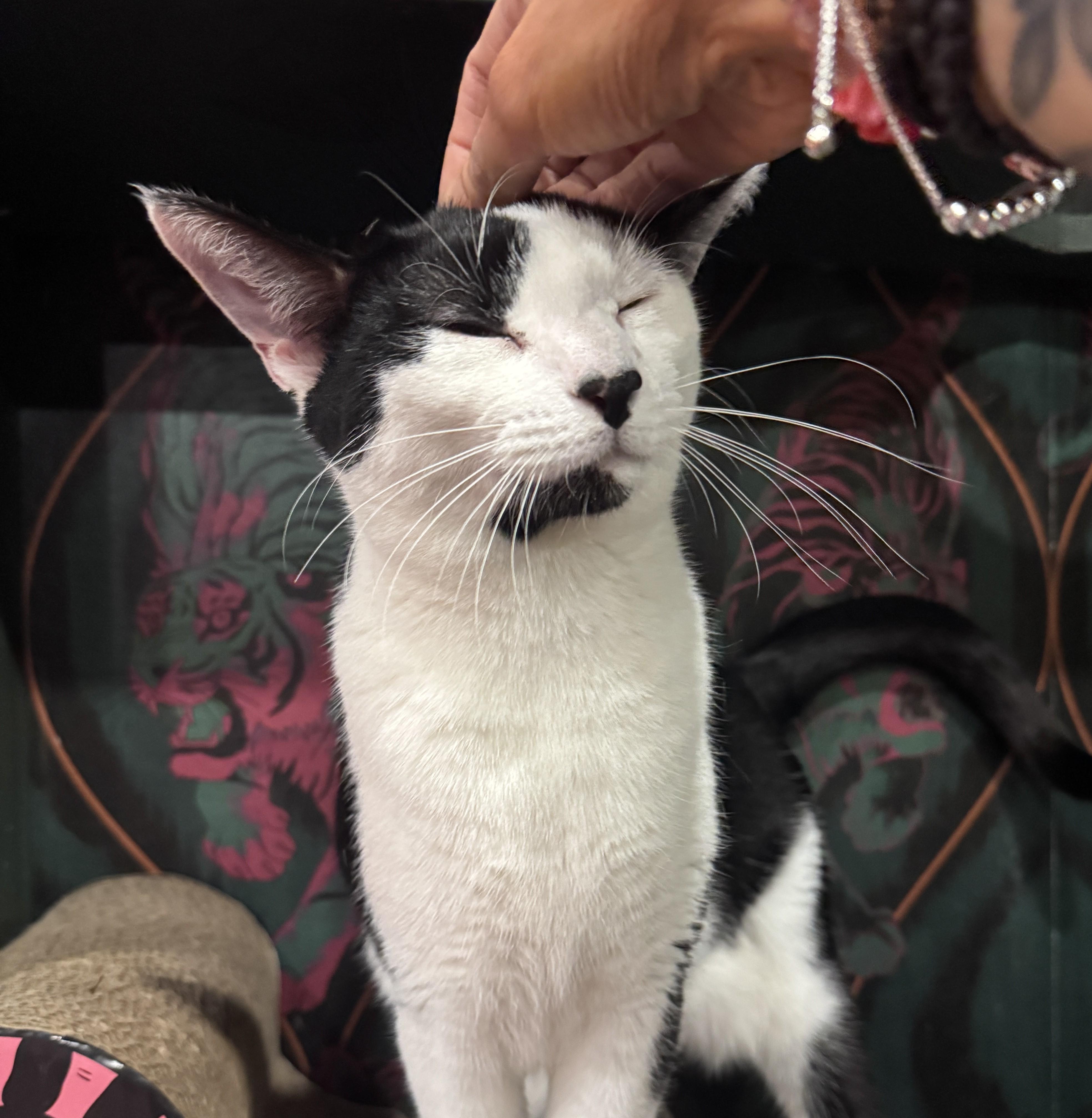 Michael - bonded to Sammy, Adoptable, Young Male Domestic Short Hair.