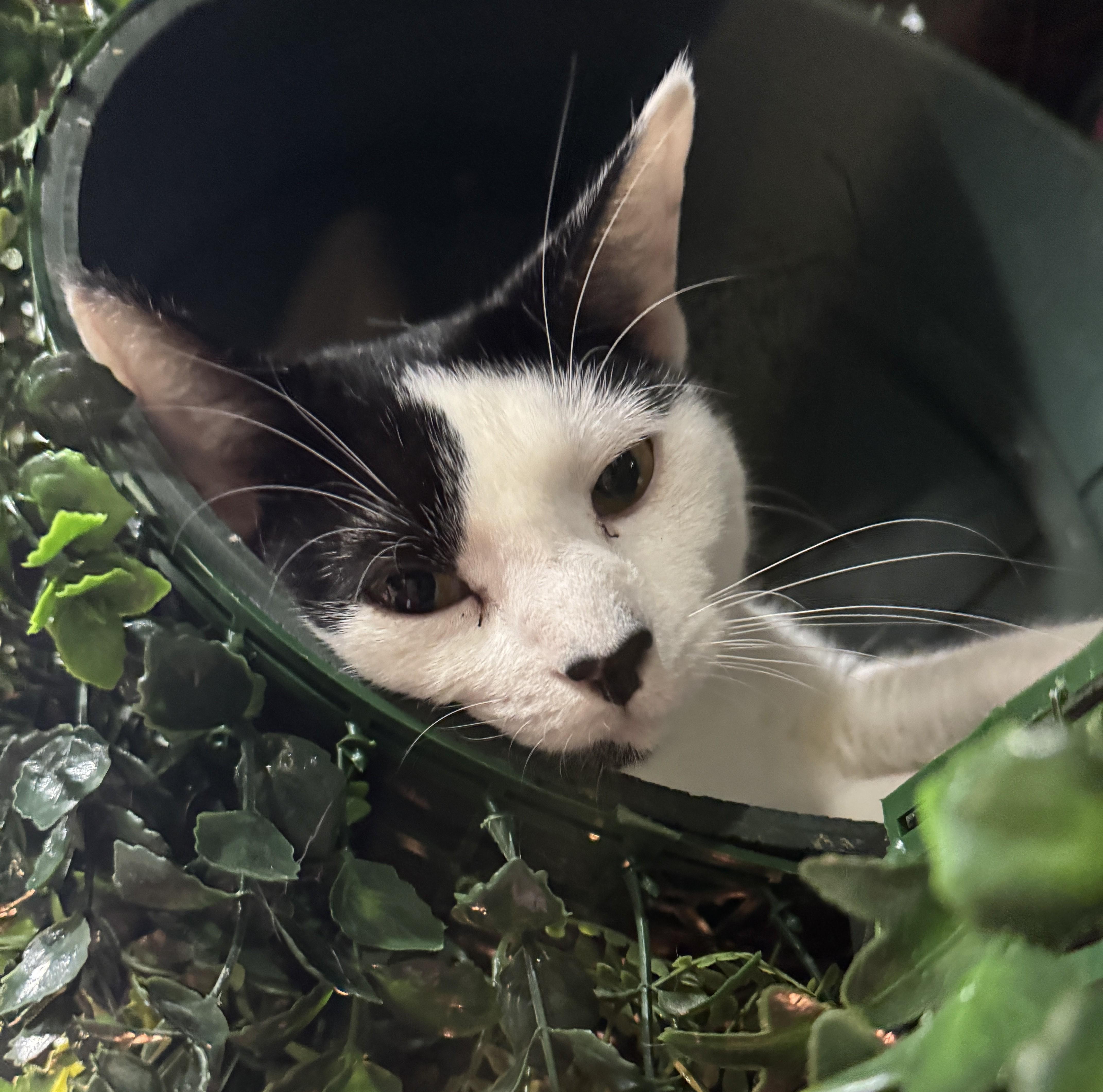 Enlarge Michael - bonded to Sammy, a Adoptable Domestic Short Hair in Kennebunk , ME image 3/6