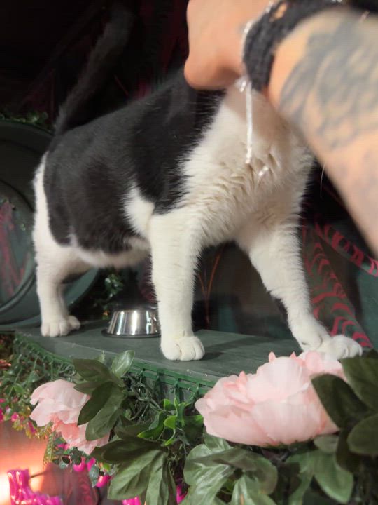 Enlarge Michael - bonded to Sammy, a Adoptable Domestic Short Hair in Kennebunk , ME video 2/6