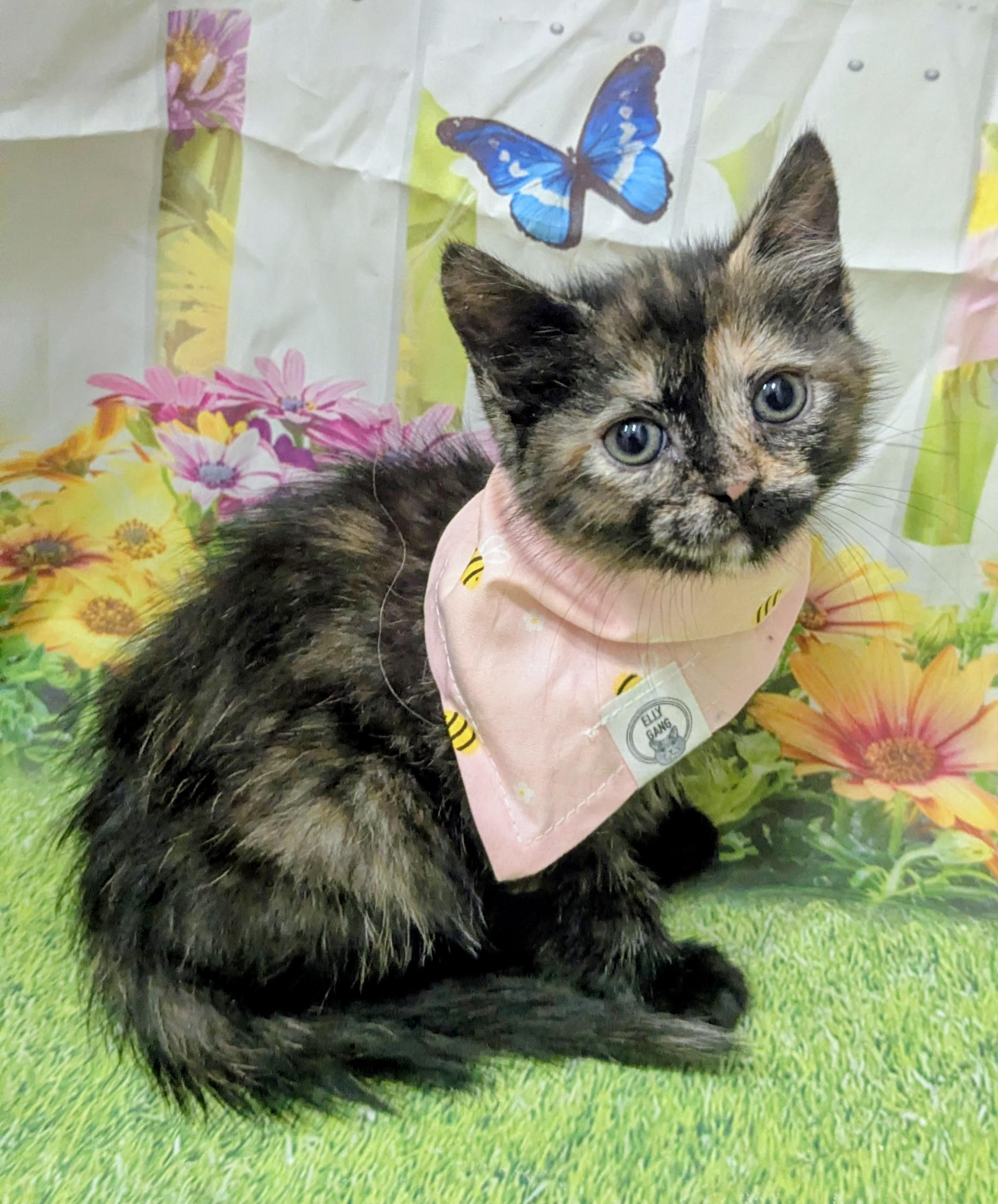 Jellybean, an adopted Domestic Short Hair in Chesapeake Beach, MD image 2/3