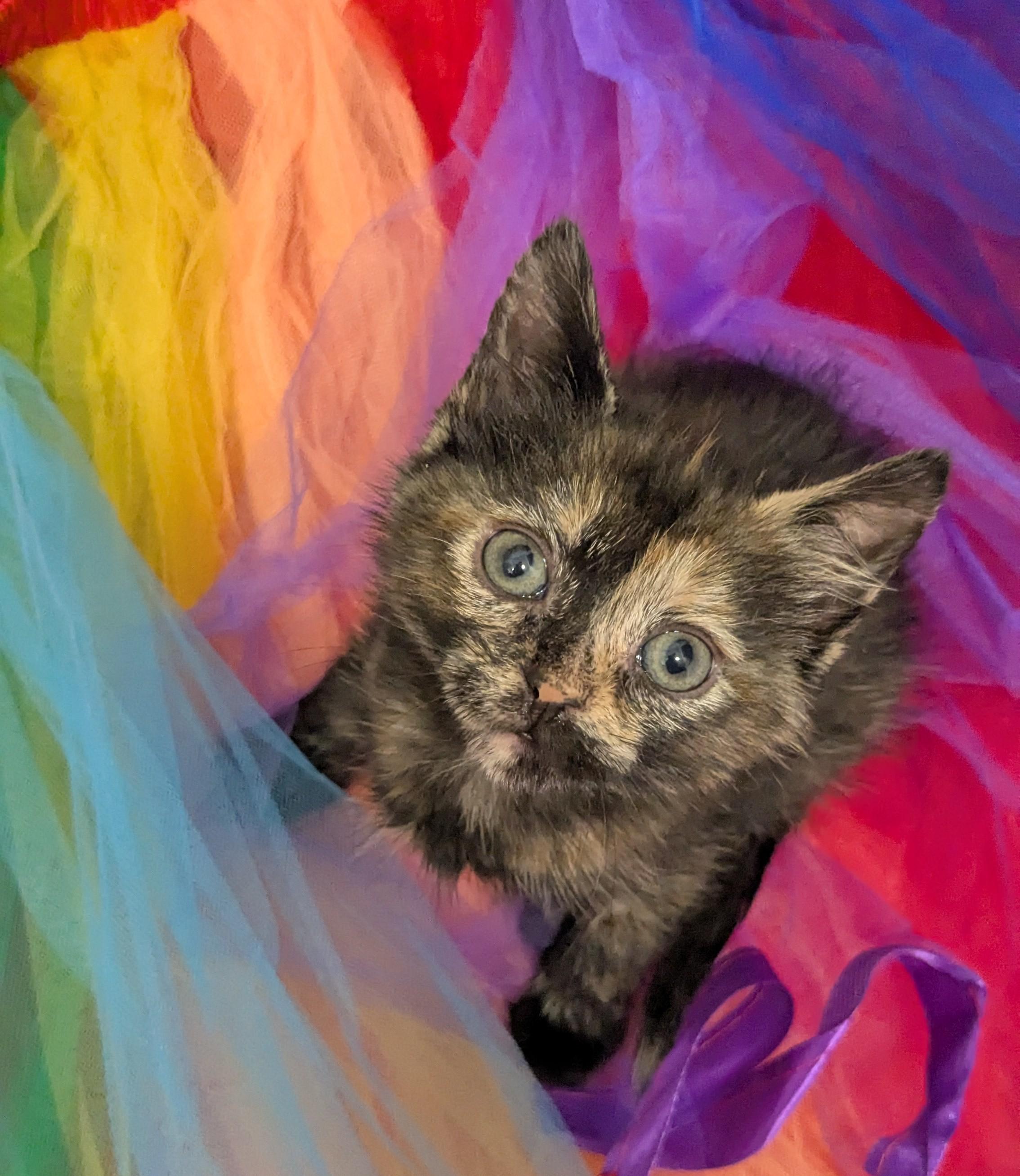 Jellybean, an adopted Domestic Short Hair in Chesapeake Beach, MD image 1/3