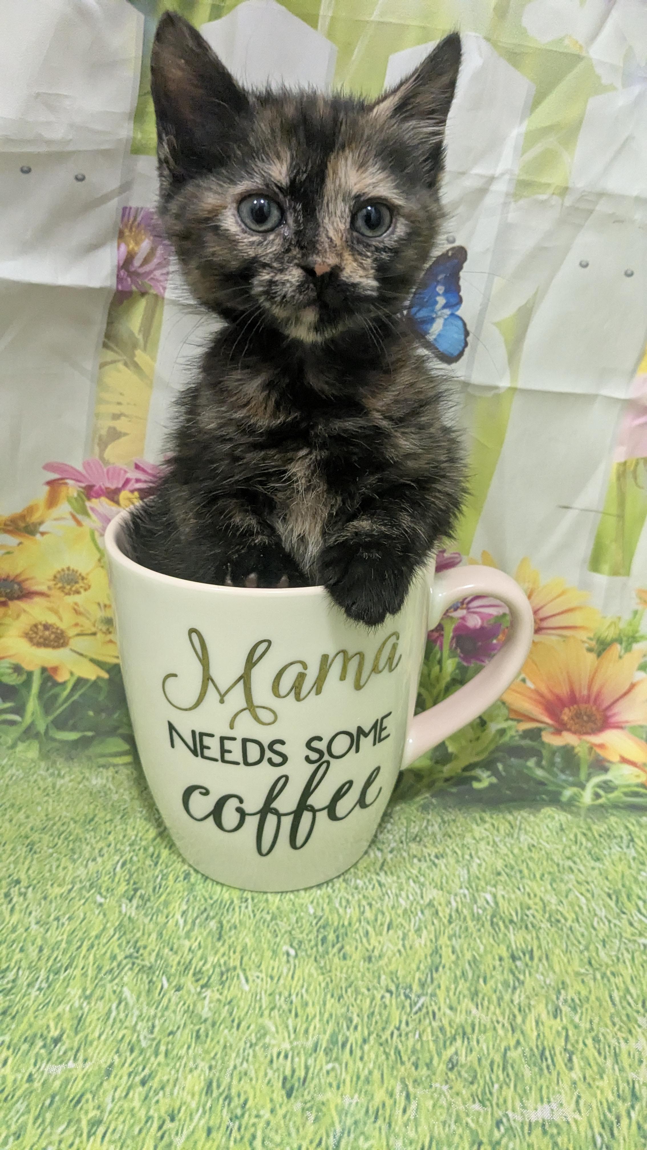 Jellybean, an adopted Domestic Short Hair in Chesapeake Beach, MD image 3/3